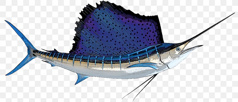 Atlantic Sailfish Indo-Pacific Sailfish Big-game Fishing Marlin Fishing, PNG, 800x353px, Atlantic Sailfish, Atlantic Blue Marlin, Biggame Fishing, Billfish, Black Marlin Download Free