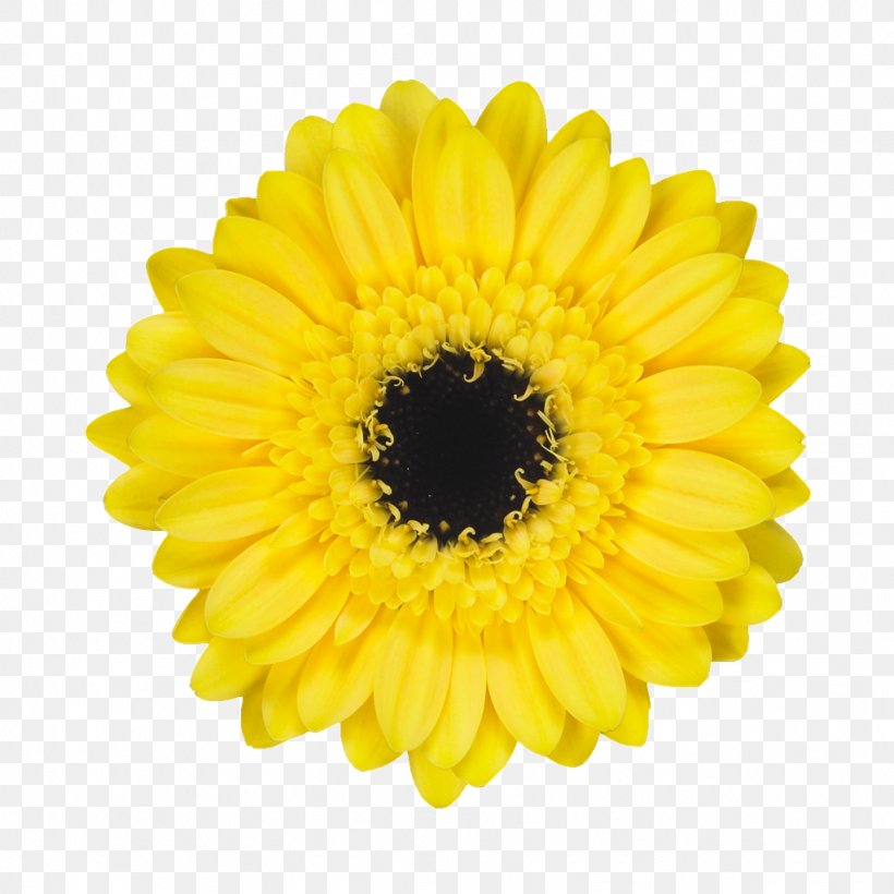 Common Daisy Transvaal Daisy Common Sunflower Mariano's, PNG, 1024x1024px, Common Daisy, Chrysanthemum, Chrysanths, Common Sunflower, Cream Download Free