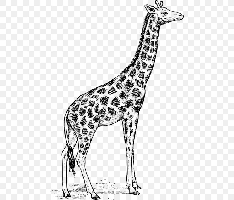 Giraffe Drawing Line Art Clip Art, PNG, 468x700px, Giraffe, Animal, Animal Figure, Art, Black And White Download Free