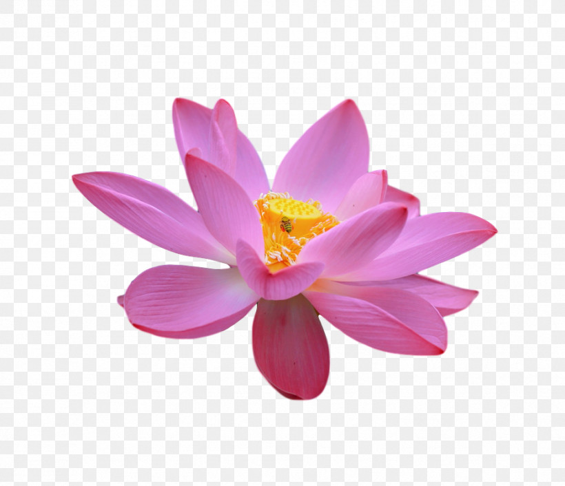 Sacred Lotus Lotus-m, PNG, 928x800px, Sacred Lotus, Lotusm Download Free