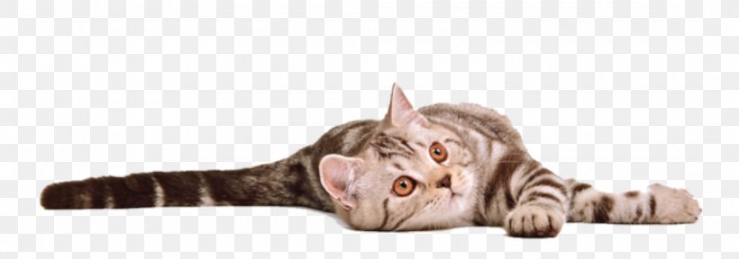 Cat Kitten Desktop Wallpaper, PNG, 1080x380px, Cat, Animal Figure, Carnivoran, Cat Food, Cat Like Mammal Download Free