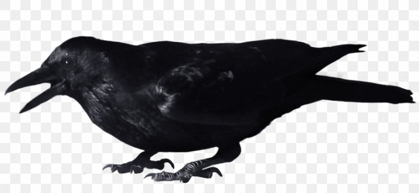 Crow Clip Art, PNG, 900x415px, Crow, American Crow, Beak, Bird, Black And White Download Free