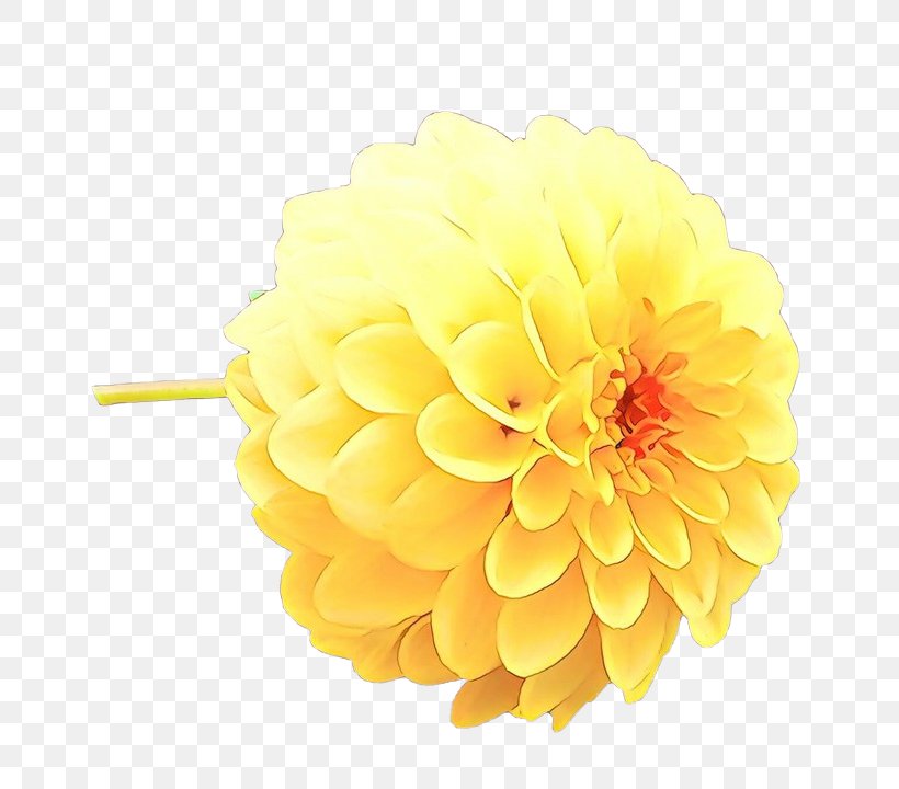 Flowers Background, PNG, 720x720px, Dahlia, Artificial Flower, Chrysanthemum, Cut Flowers, Daisy Family Download Free