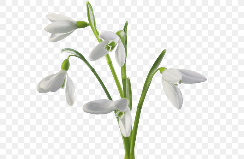 Snowdrop Flower Clip Art, PNG, 571x535px, Snowdrop, Amaryllis Family, Black And White, Cut Flowers, Flower Download Free