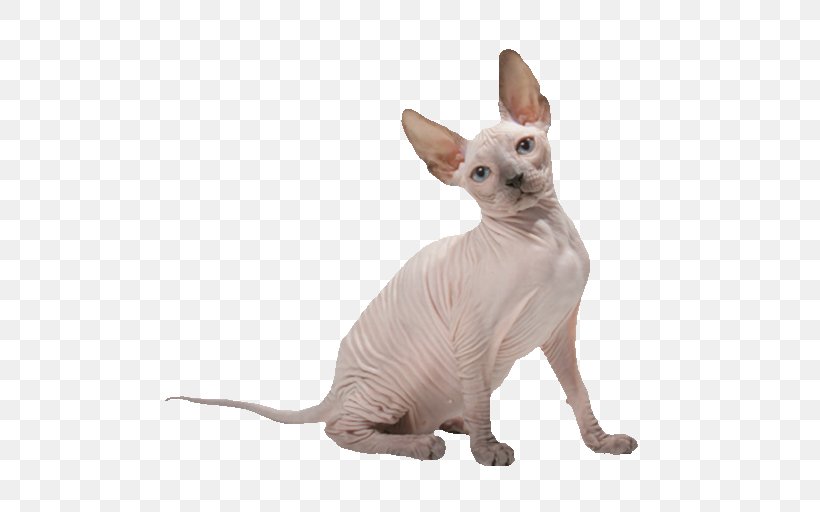 Sphynx Cat Donskoy Peterbald Whiskers Chat Rex, PNG, 512x512px, Sphynx Cat, Carnivoran, Cat, Cat Like Mammal, Donskoy Download Free