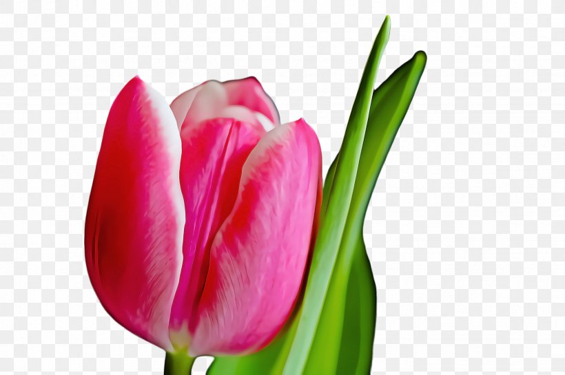 Watercolor Pink Flowers, PNG, 2452x1632px, Tulip, Anthurium, Blossom, Botany, Bud Download Free