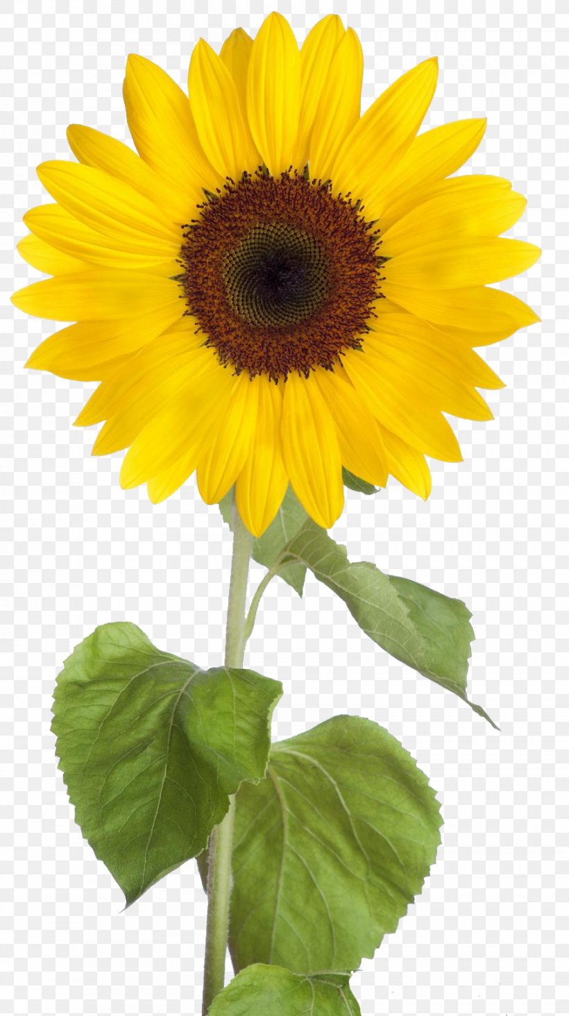 Common Sunflower Desktop Wallpaper Clip Art, PNG, 902x1611px, Common Sunflower, Annual Plant, Asterales, Daisy Family, Display Resolution Download Free