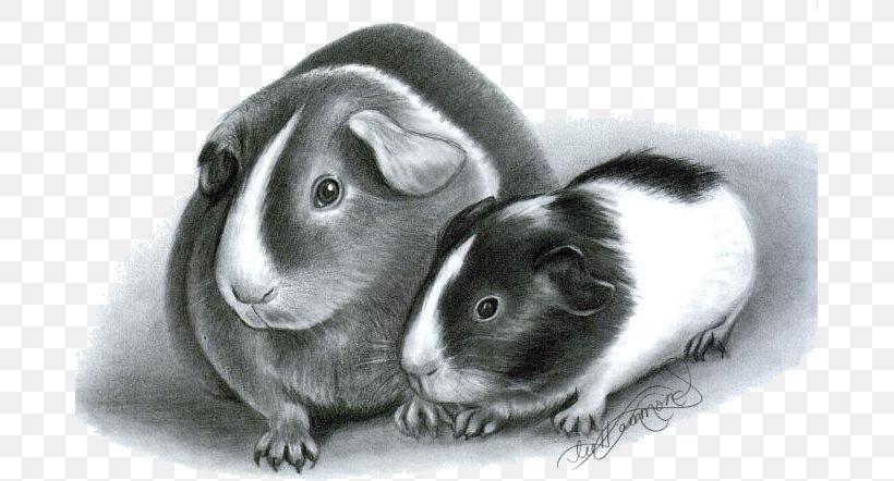 Teddy Guinea Pig Drawing Realistic Pets From Photographs, PNG, 681x442px, Pig, Breeder, Domestic Rabbit, Drawing, Fauna Download Free