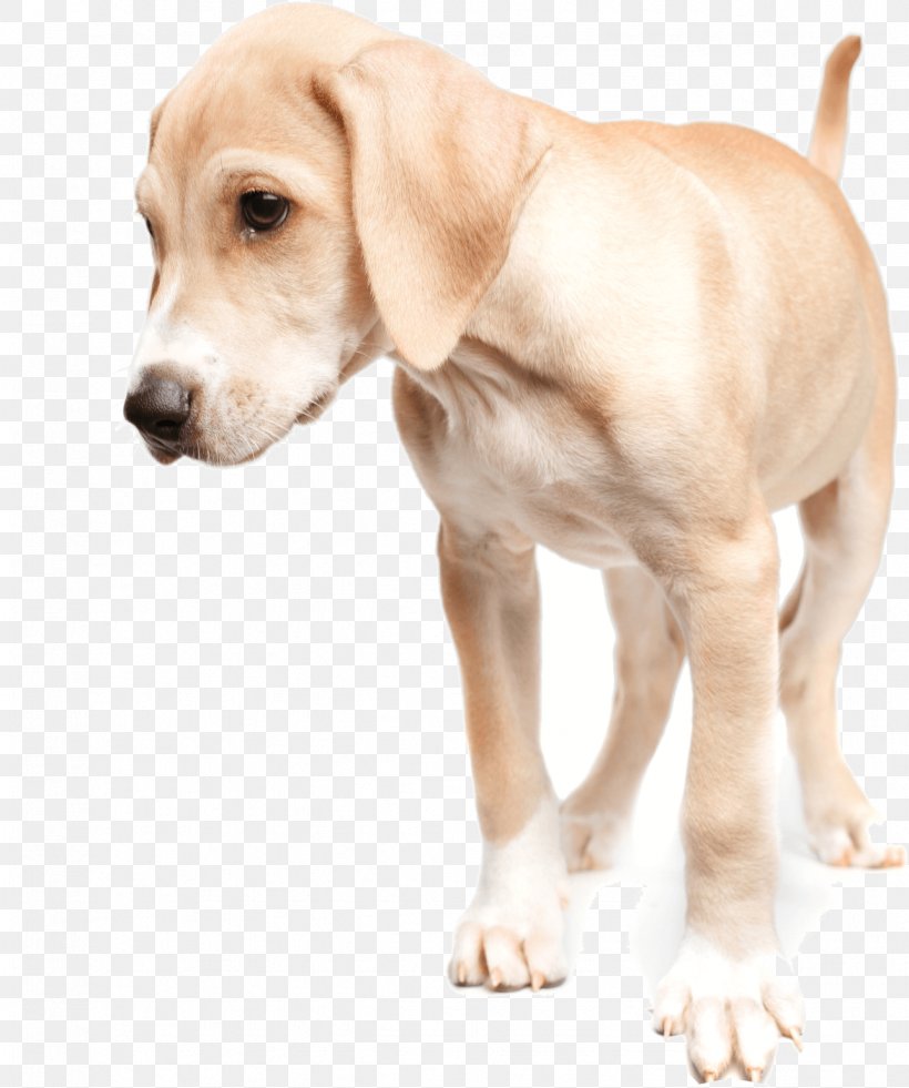 Dog Breed Puppy Companion Dog Brindle, PNG, 1287x1540px, Dog Breed, Animal, Brindle, Carnivoran, Com Download Free