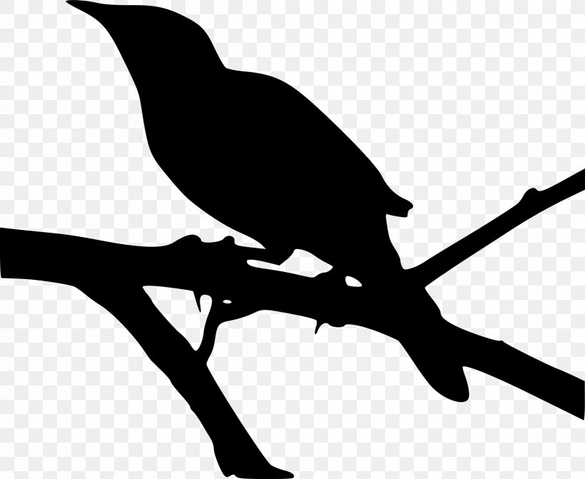 Mockingbird Clip Art, PNG, 2400x1965px, Mockingbird, Beak, Bird, Black And White, Branch Download Free