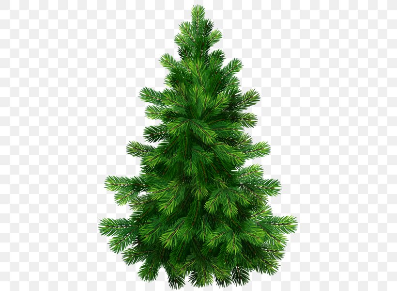 Pine Fir Tree Clip Art, PNG, 431x600px, Pine, Biome, Christmas Decoration, Christmas Ornament, Christmas Tree Download Free