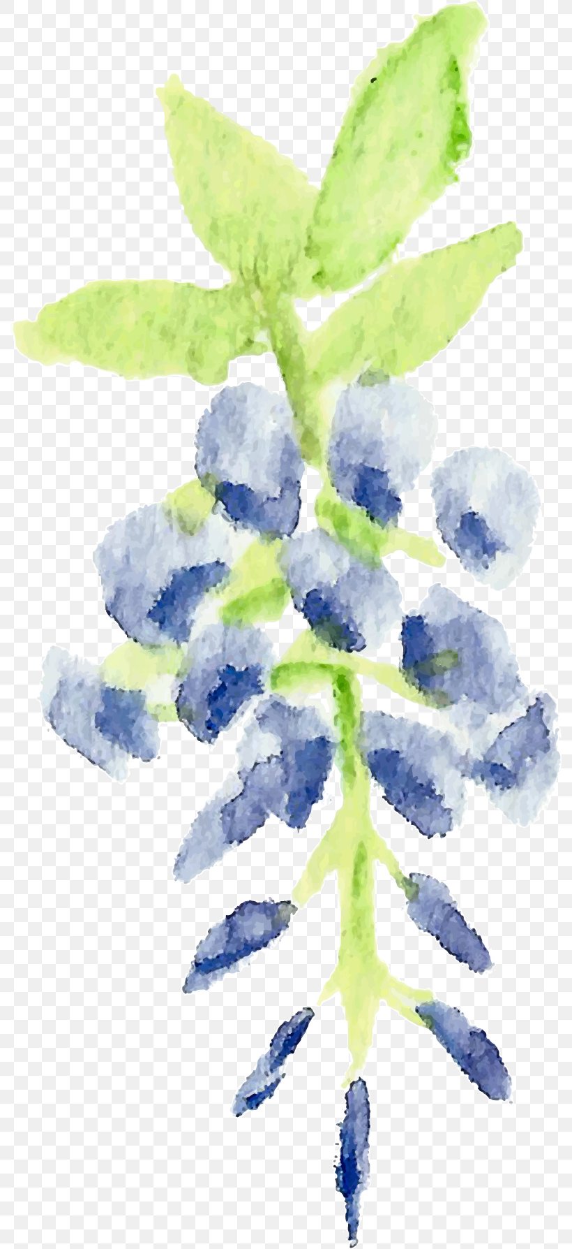 Blue Lilac Lavender Violet Watercolor Painting, PNG, 790x1788px, Blue, Bilberry, Branch, Flower, Flowering Plant Download Free