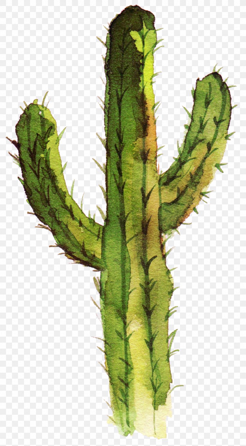 Cactaceae Drawing Idea, PNG, 985x1783px, Cactaceae, Art, Cactus, Drawing, Painting Download Free