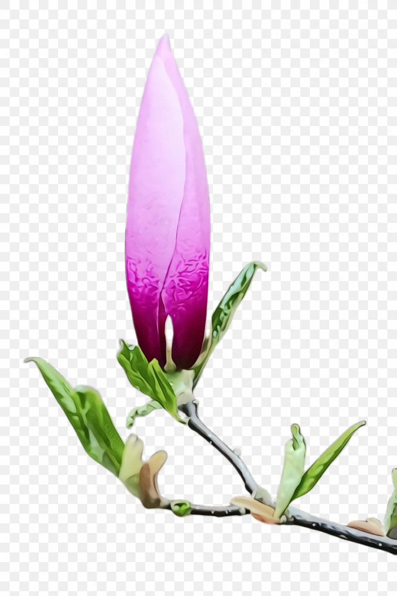 Flower Flowering Plant Plant Bud Petal, PNG, 1632x2448px, Watercolor, Anthurium, Bud, Crocus, Flower Download Free
