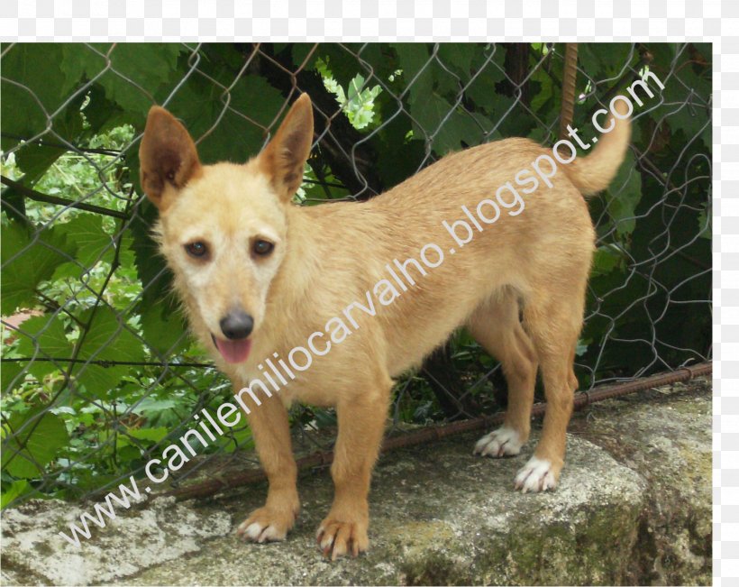 Portuguese Podengo Dog Breed Canaan Dog Rare Breed (dog) Beagle, PNG, 1527x1214px, Portuguese Podengo, Animal Shelter, Beagle, Black, Breed Download Free