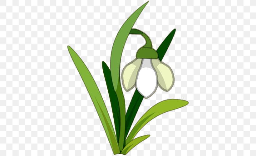 Snowdrop Flower Royalty-free Clip Art, PNG, 500x500px, Snowdrop, Flora, Flower, Flowering Plant, Free Content Download Free