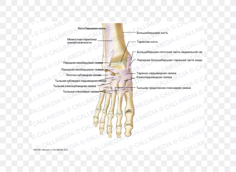 Thumb Foot Anterior Talofibular Ligament Bone, PNG, 600x600px, Watercolor, Cartoon, Flower, Frame, Heart Download Free
