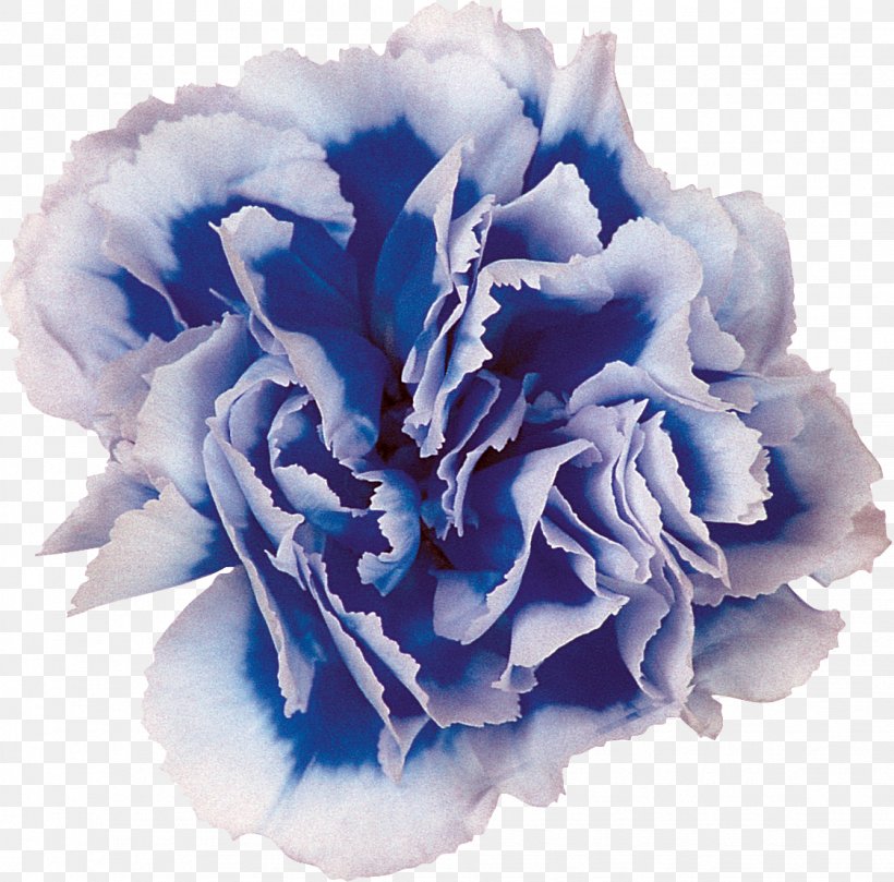 Blue Cut Flowers Centifolia Roses Carnation, PNG, 1123x1109px, Blue, Advertising, Carnation, Centifolia Roses, Cobalt Blue Download Free