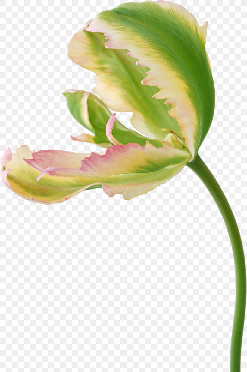 Flower Tulip Photography Clip Art, PNG, 1814x2730px, Flower, Bud, Digital Image, Floral Design, Flowering Plant Download Free