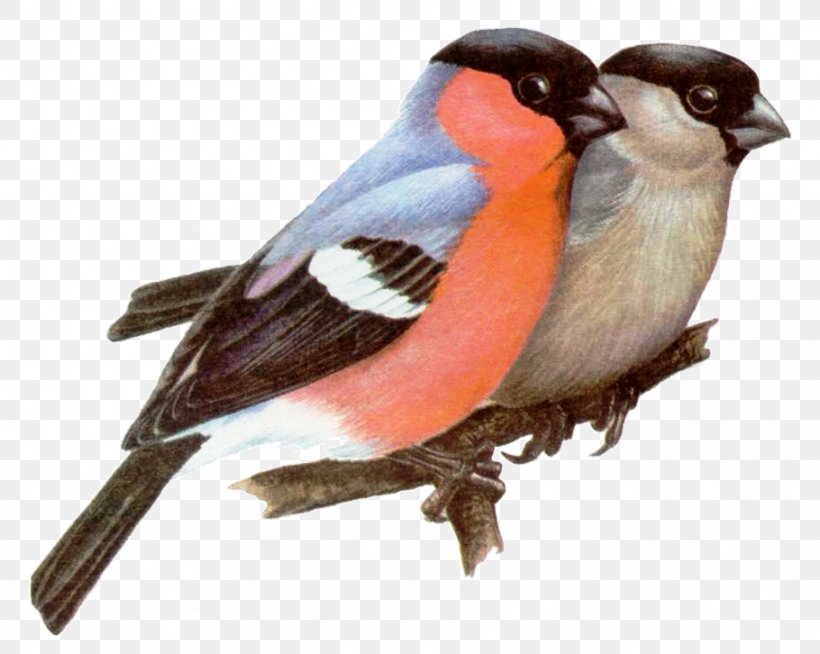 House Sparrow Bird Eurasian Bullfinch Finches Drawing, PNG, 910x726px, House Sparrow, Beak, Biology, Bird, Bird Feeders Download Free