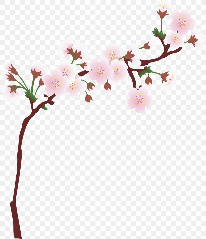 National Cherry Blossom Festival Cerasus Branch, PNG, 1677x1950px, National Cherry Blossom Festival, Blossom, Branch, Cherry, Cherry Blossom Download Free