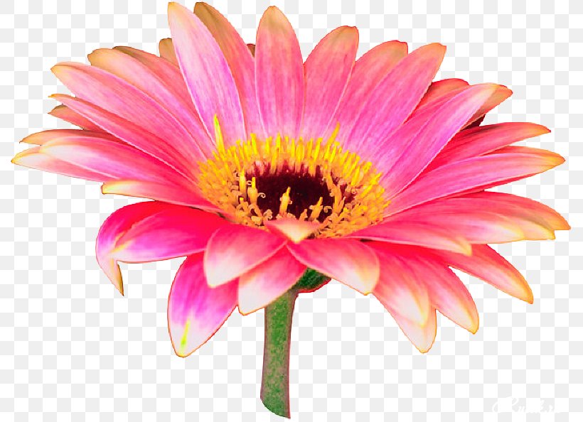 Transvaal Daisy Flower Pink Desktop Wallpaper Clip Art, PNG, 794x594px, Transvaal Daisy, Annual Plant, Aster, Chrysanthemum, Chrysanths Download Free
