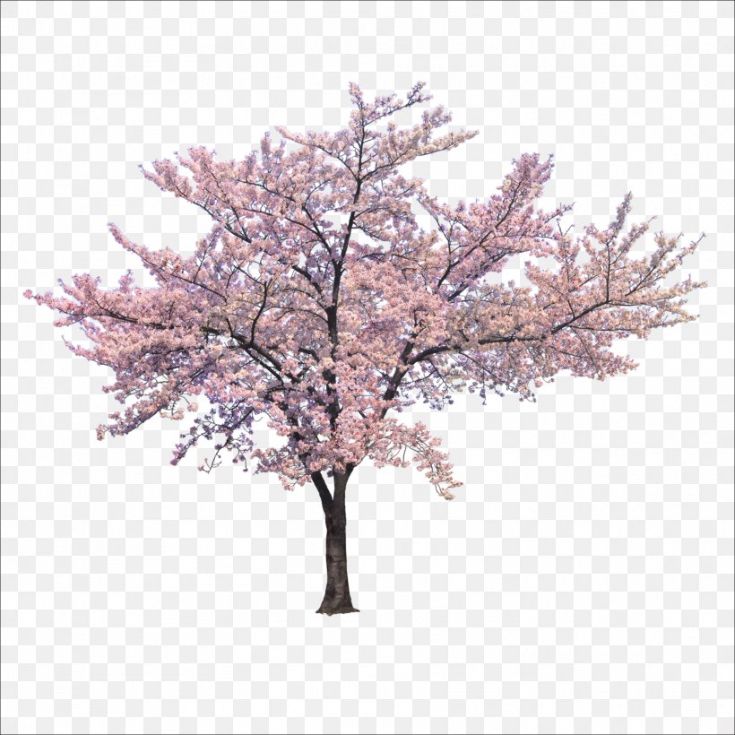 Tree Cherry Blossom Branch, PNG, 1773x1773px, Tree, Blossom, Branch, Cherry Blossom, Flower Download Free