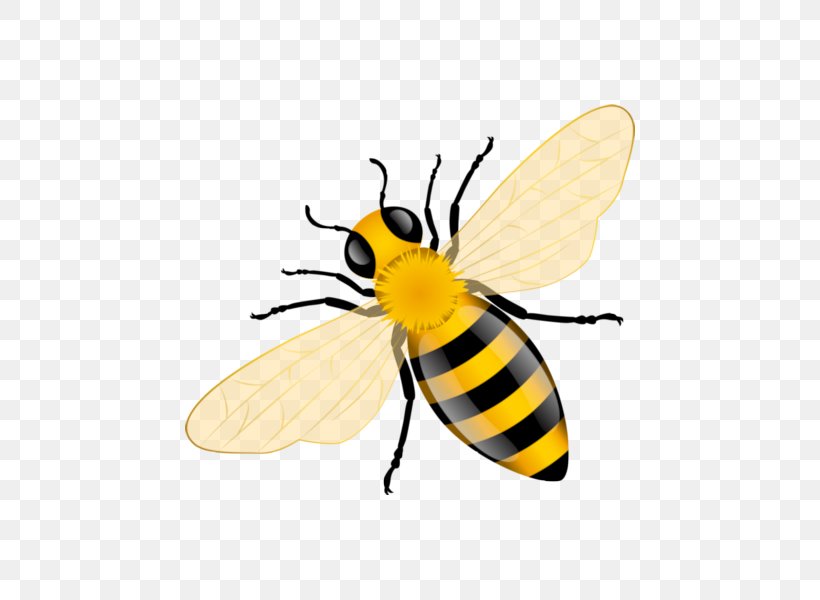 Western Honey Bee Insect, PNG, 600x600px, Bee, Arthropod, Beehive, Beekeeping, Bumblebee Download Free