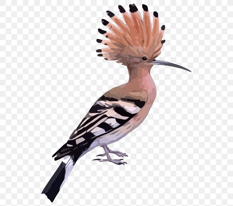 Bird Cyclone Hudhud Clip Art, PNG, 555x724px, Bird, Beak, Crest, Cyclone Hudhud, Eurasian Hoopoe Download Free