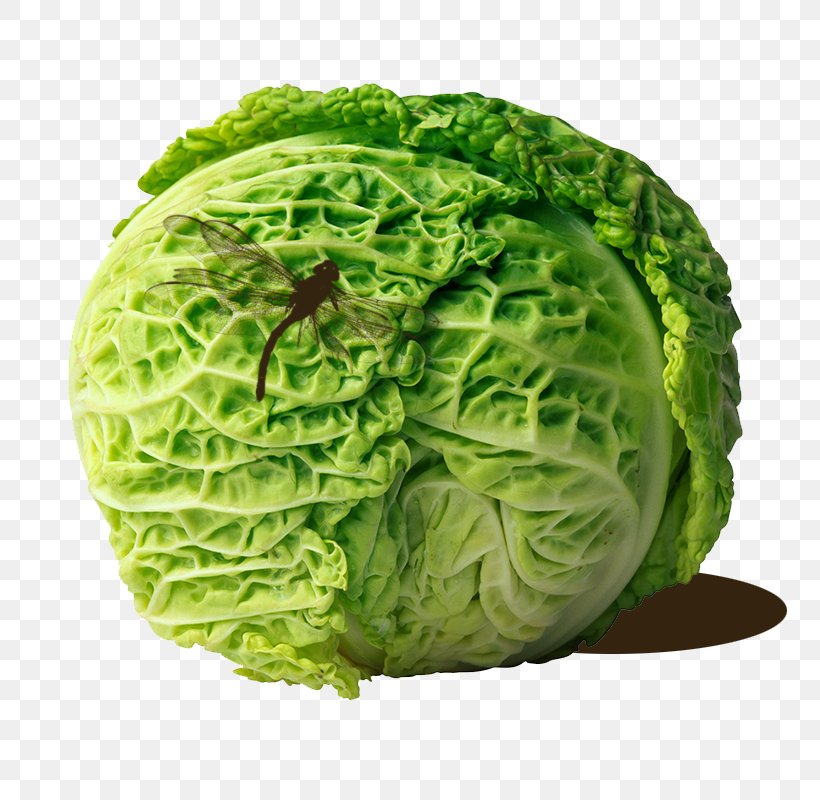 Cabbage Roll Coleslaw Savoy Cabbage, PNG, 800x800px, Cabbage, Brassica Oleracea, Brussels Sprout, Cabbage Roll, Cauliflower Download Free