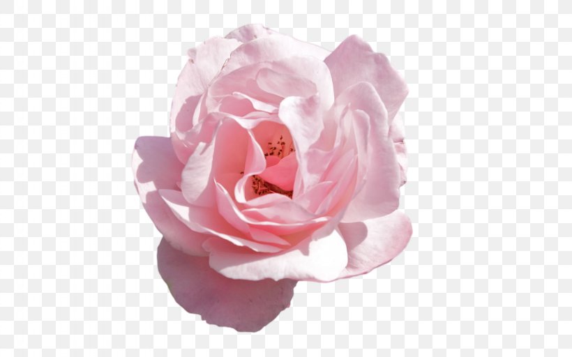 Rose Pink Flowers, PNG, 1280x800px, Rose, Artificial Flower, Cut Flowers, Floribunda, Flower Download Free