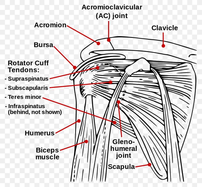 Rotator Cuff Tear Rotator Cuff Injury Muscle Shoulder, PNG, 800x756px, Watercolor, Cartoon, Flower, Frame, Heart Download Free