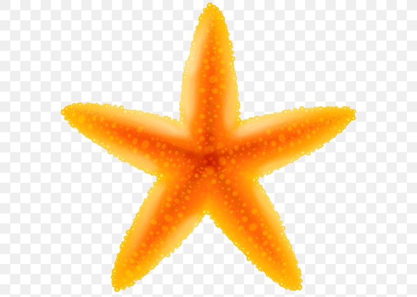 Starfish Clip Art, PNG, 600x585px, Starfish, Bing, Echinoderm, Invertebrate, Marine Invertebrates Download Free