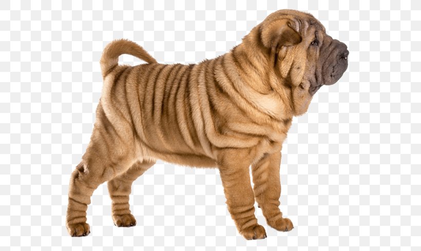 Shar Pei Ori-Pei Dog Breed Puppy Companion Dog, PNG, 567x489px, Shar Pei, Ancient Dog Breeds, Breed, Breed Group Dog, Carnivoran Download Free