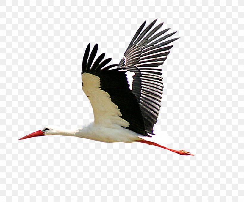 White Stork Bird Clip Art Beak, PNG, 1280x1063px, White Stork, Beak, Bird, Black Stork, Ciconia Download Free