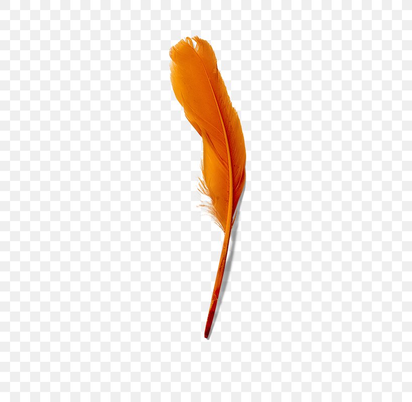Close-up Feather, PNG, 800x800px, Closeup, Beak, Feather, Orange, Yellow Download Free