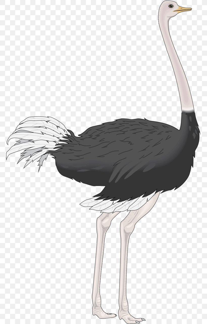 Common Ostrich Bird Clip Art, PNG, 771x1280px, Common Ostrich, Beak, Bird, Black And White, Cartoon Download Free