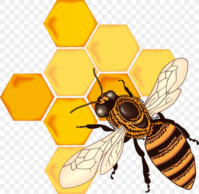 Honey Bee Honeycomb Drawing, PNG, 1048x1024px, Bee, Arthropod, Bumblebee, Coloring Book, Drawing Download Free