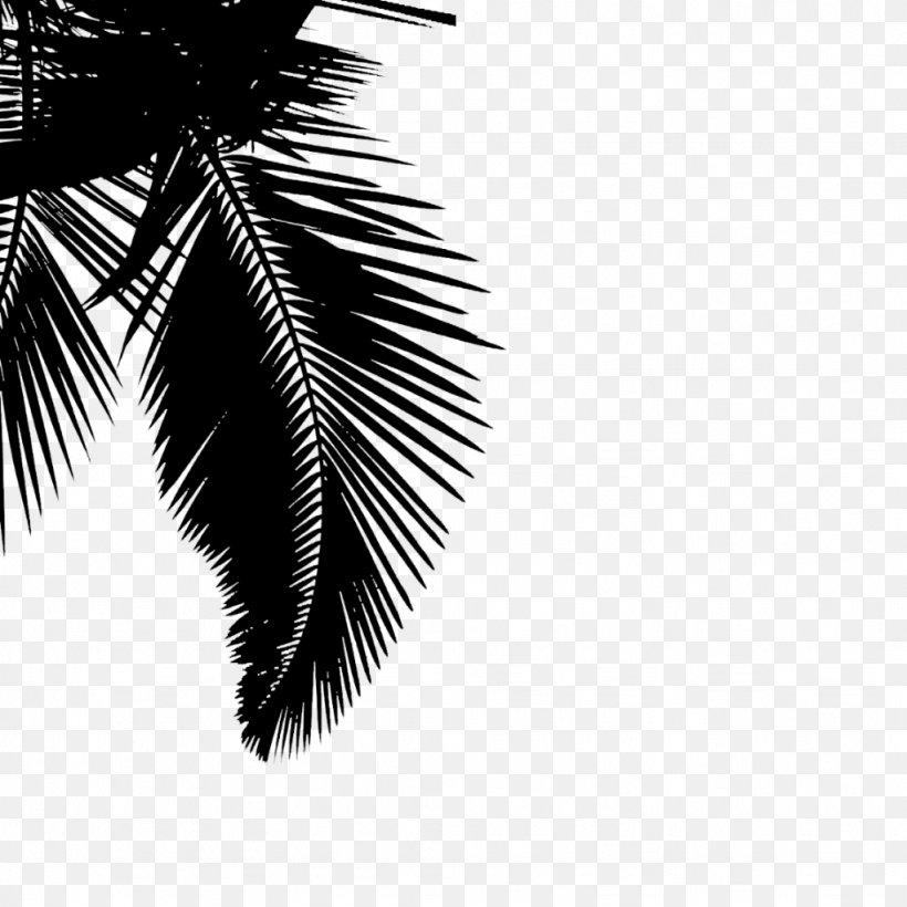 Image Photography Clip Art, PNG, 1024x1024px, 6 Months, Photography, Arecales, Art, Attalea Speciosa Download Free