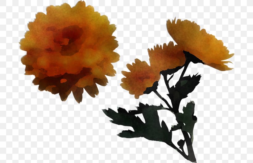 Orange, PNG, 700x530px, Flower, Calendula, Cut Flowers, English Marigold, Orange Download Free