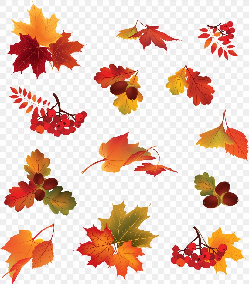 Berry Autumn Leaf Color, PNG, 6249x7121px, Berry, Autumn, Autumn Leaf Color, Branch, Floral Design Download Free