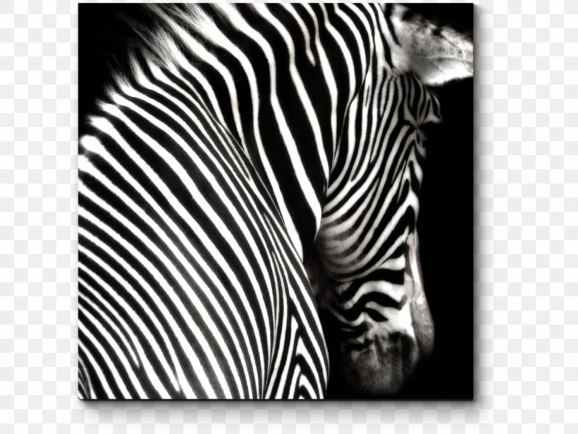 Black And White Zebra Painting Photography, PNG, 1400x1050px, Black And White, Art, Big Cats, Black, Canvas Download Free