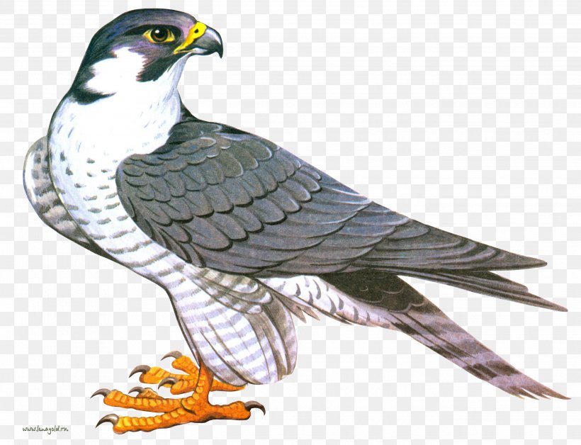 Falcon Clip Art, PNG, 2688x2060px, Ford Falcon, Beak, Bird, Bird Of Prey, Button Download Free