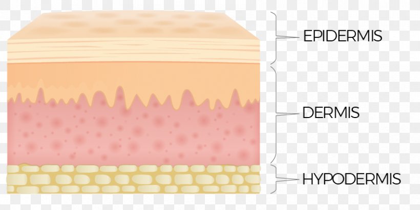 Human Skin Color Dermis Fitzpatrick Scale, PNG, 851x427px, Human Skin, Anatomy, Brand, Color, Dermis Download Free