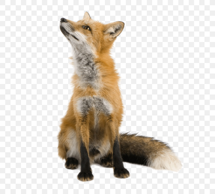 Red Fox Fox Swift Fox Wildlife Coyote, PNG, 600x739px, Red Fox, Coyote, Fox, Fur, Grey Fox Download Free