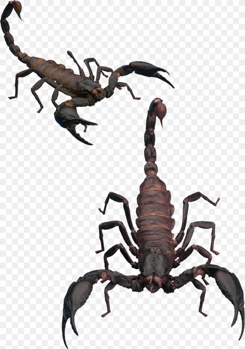 Scorpion Clip Art, PNG, 1868x2666px, Scorpion, Arachnid, Arthropod, Invertebrate, Organism Download Free