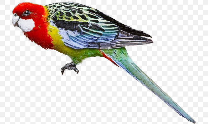 Bird Beak Parakeet Budgie Parrot, PNG, 736x488px, Bird, Beak, Budgie, Lorikeet, Parakeet Download Free