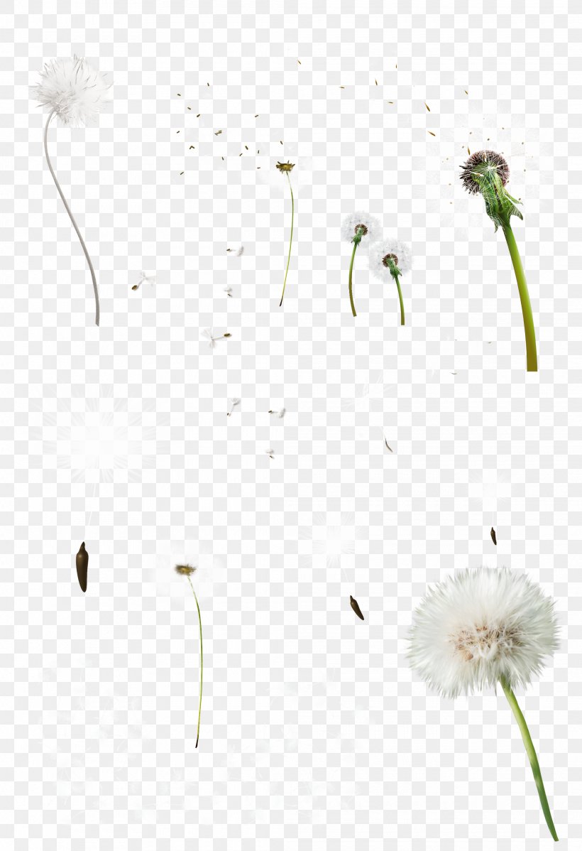 Common Dandelion Tooth Clip Art, PNG, 2080x3040px, Common Dandelion, Animation, Dandelion, Deviantart, Flora Download Free