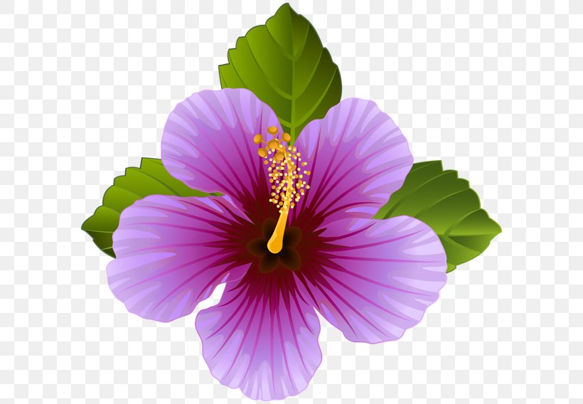 Flower Purple Violet Clip Art, PNG, 600x568px, Flower, Annual Plant, Chinese Hibiscus, Color, Flowering Plant Download Free