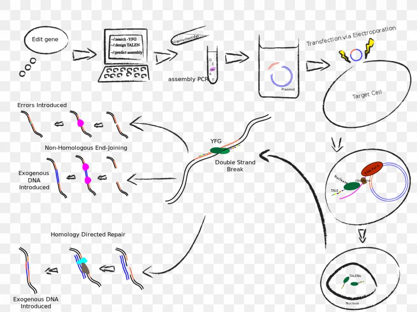 Transcription Activator-like Effector Nuclease Genome Editing Immune Checkpoint PD-L1, PNG, 1200x900px, Watercolor, Cartoon, Flower, Frame, Heart Download Free